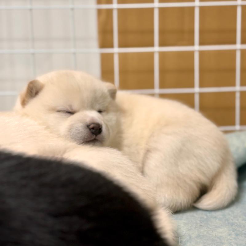 販売中の和歌山県の豆柴-432399の2枚目