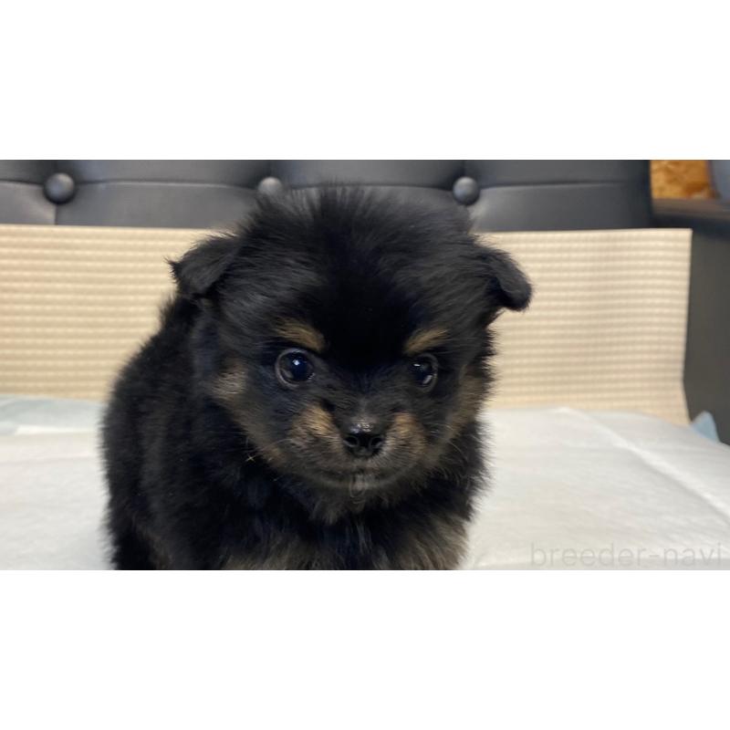 販売中の兵庫県のポメチワ:ポメラニアン×チワワ-432400の12枚目