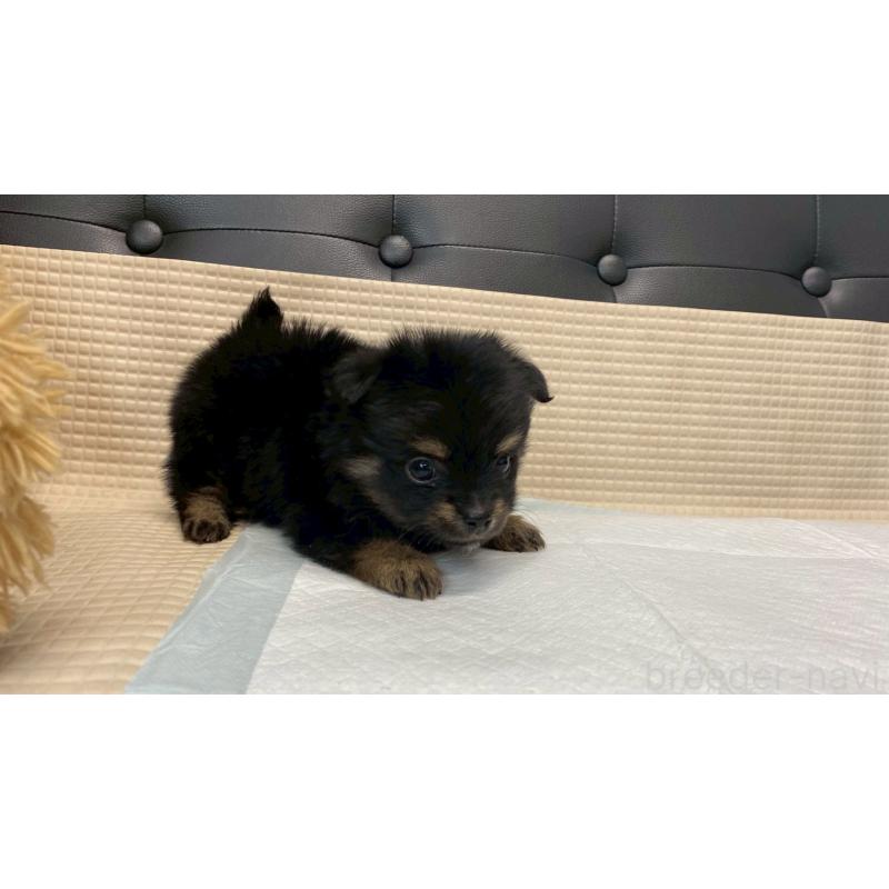 販売中の兵庫県のポメチワ:ポメラニアン×チワワ-432400の10枚目