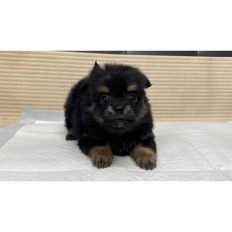 販売中の兵庫県のポメチワ:ポメラニアン×チワワ-432400の11枚目