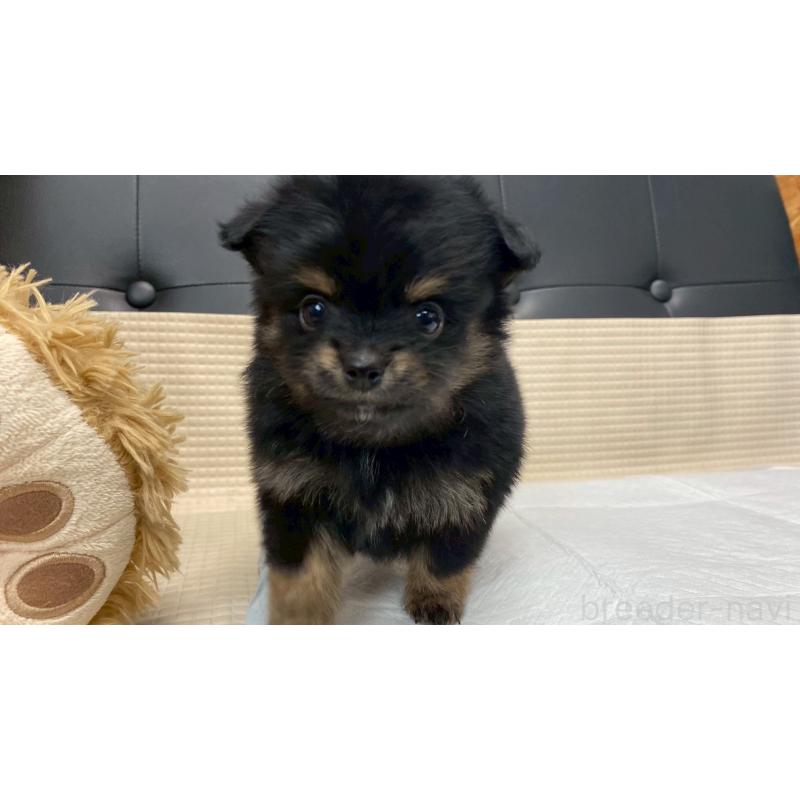 販売中の兵庫県のポメチワ:ポメラニアン×チワワ-432400の9枚目