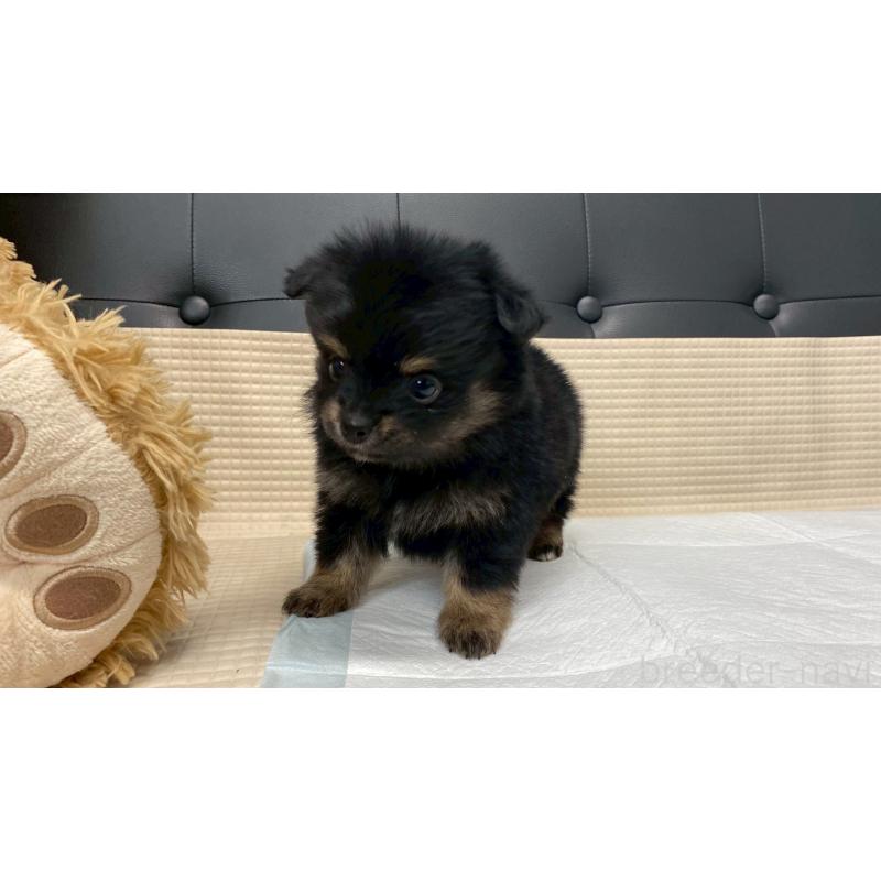 販売中の兵庫県のポメチワ:ポメラニアン×チワワ-432400の8枚目