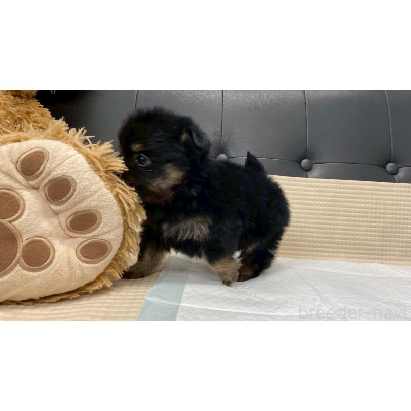 販売中の兵庫県のポメチワ:ポメラニアン×チワワ-432400の7枚目