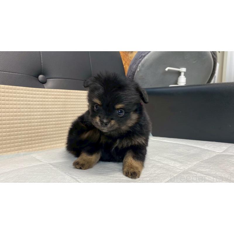 販売中の兵庫県のポメチワ:ポメラニアン×チワワ-432400の6枚目