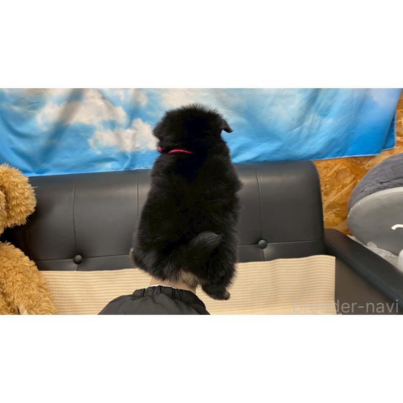 販売中の兵庫県のポメチワ:ポメラニアン×チワワ-432400の5枚目