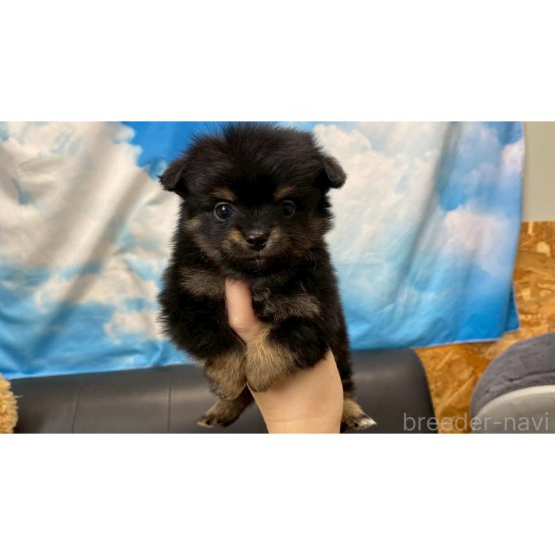 販売中の兵庫県のポメチワ:ポメラニアン×チワワ-432400の4枚目