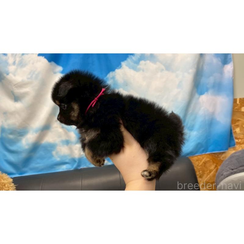 販売中の兵庫県のポメチワ:ポメラニアン×チワワ-432400の3枚目