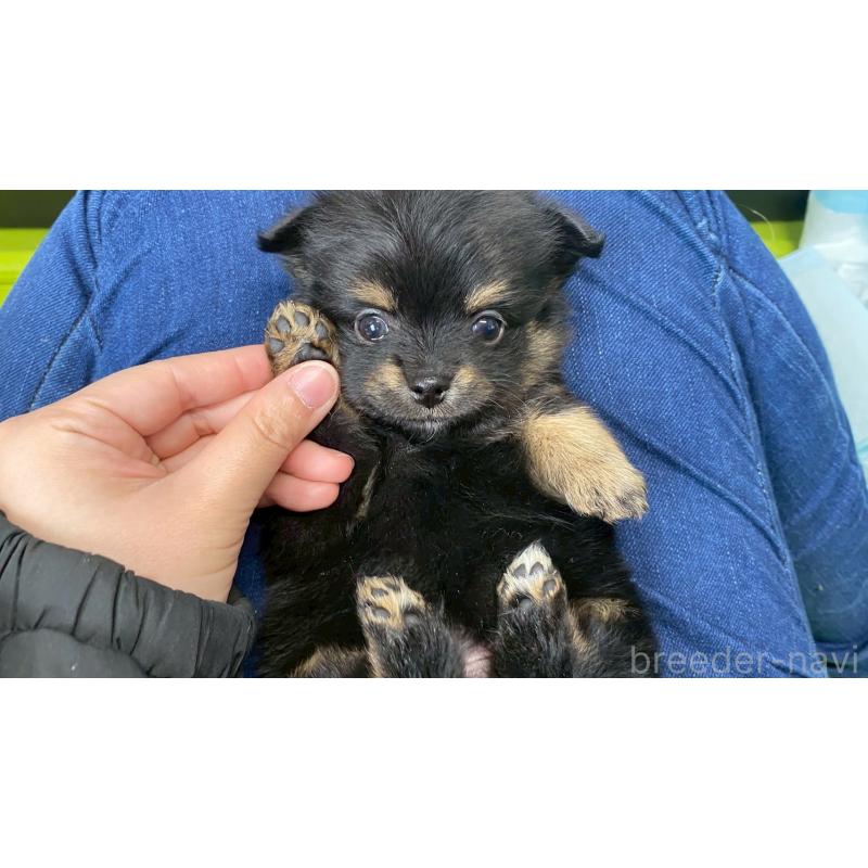 販売中の兵庫県のポメチワ:ポメラニアン×チワワ-432400の2枚目