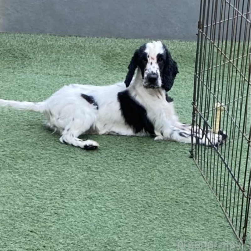 ののイングリッシュコッカースパニエル-