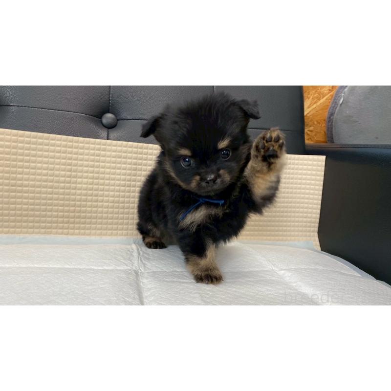 販売中の兵庫県のポメチワ:ポメラニアン×チワワ-432401の10枚目