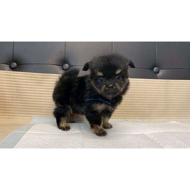 販売中の兵庫県のポメチワ:ポメラニアン×チワワ-432401の9枚目