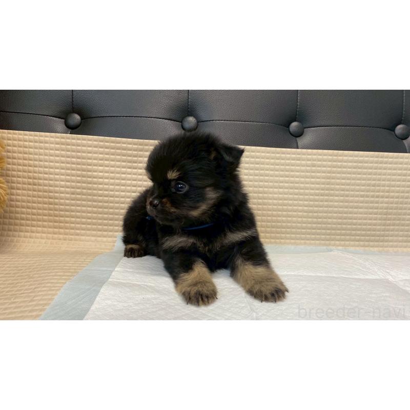 販売中の兵庫県のポメチワ:ポメラニアン×チワワ-432401の8枚目