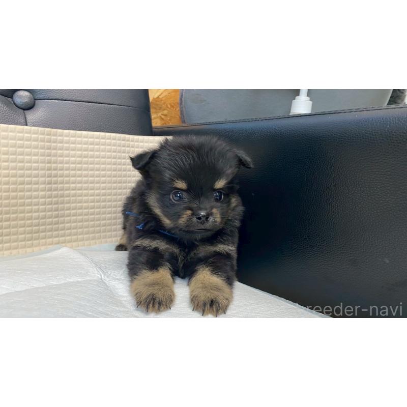 販売中の兵庫県のポメチワ:ポメラニアン×チワワ-432401の7枚目
