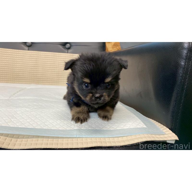 販売中の兵庫県のポメチワ:ポメラニアン×チワワ-432401の6枚目