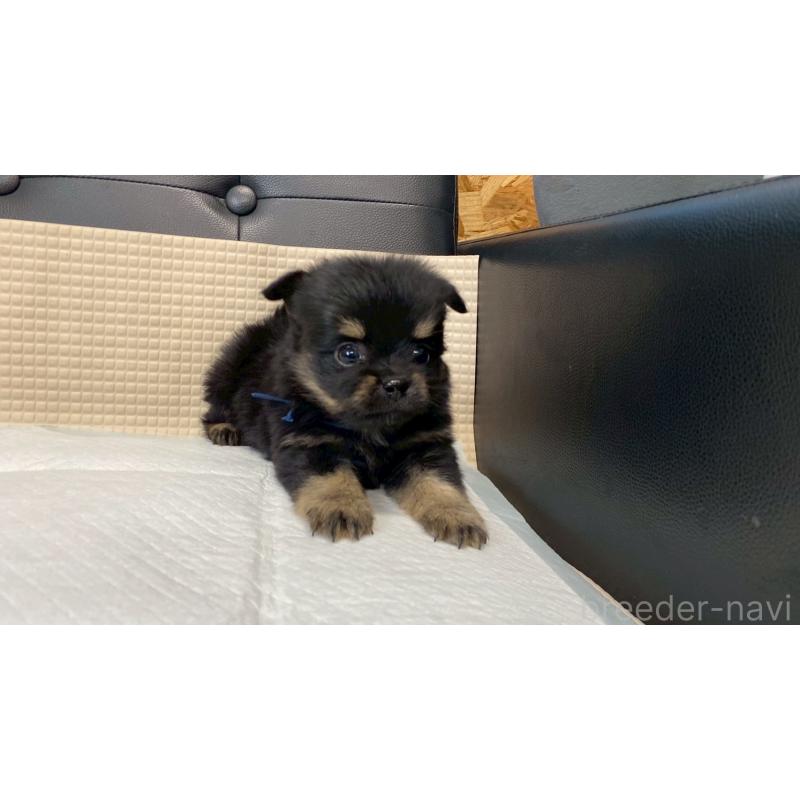 販売中の兵庫県のポメチワ:ポメラニアン×チワワ-432401の5枚目