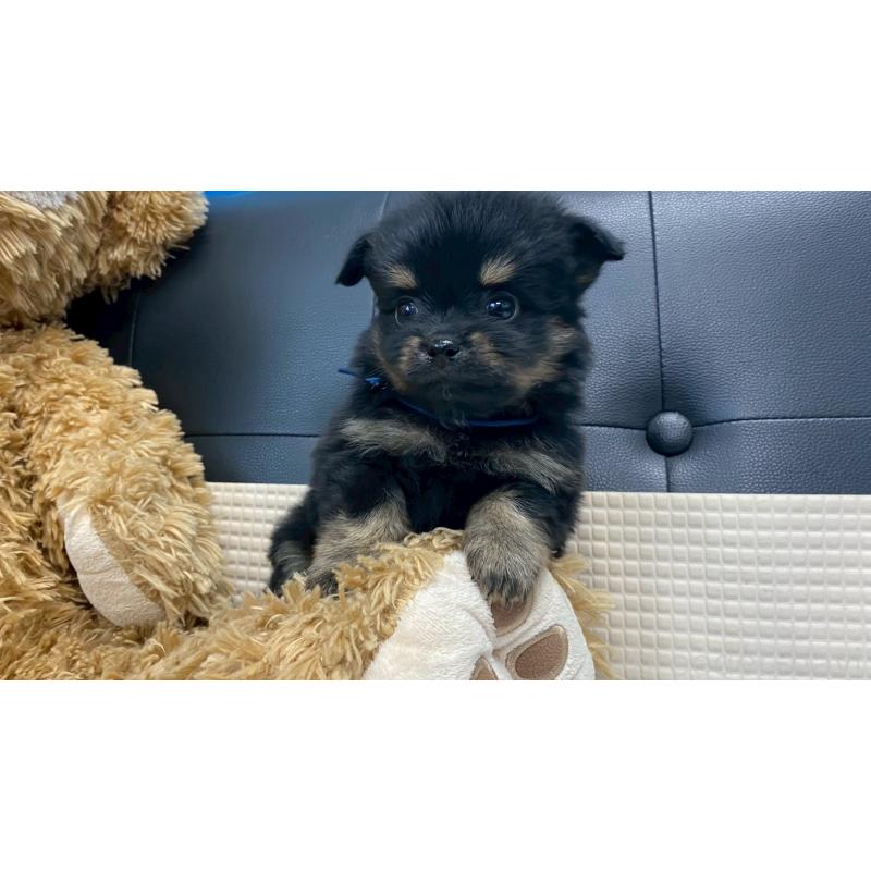 販売中の兵庫県のポメチワ:ポメラニアン×チワワ-432401の4枚目