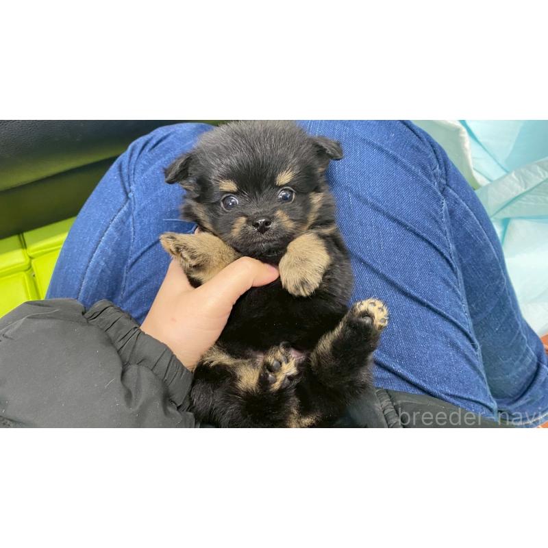 販売中の兵庫県のポメチワ:ポメラニアン×チワワ-432401の3枚目
