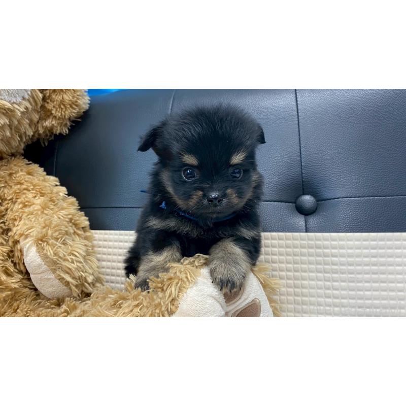 販売中の兵庫県のポメチワ:ポメラニアン×チワワ-432401の2枚目