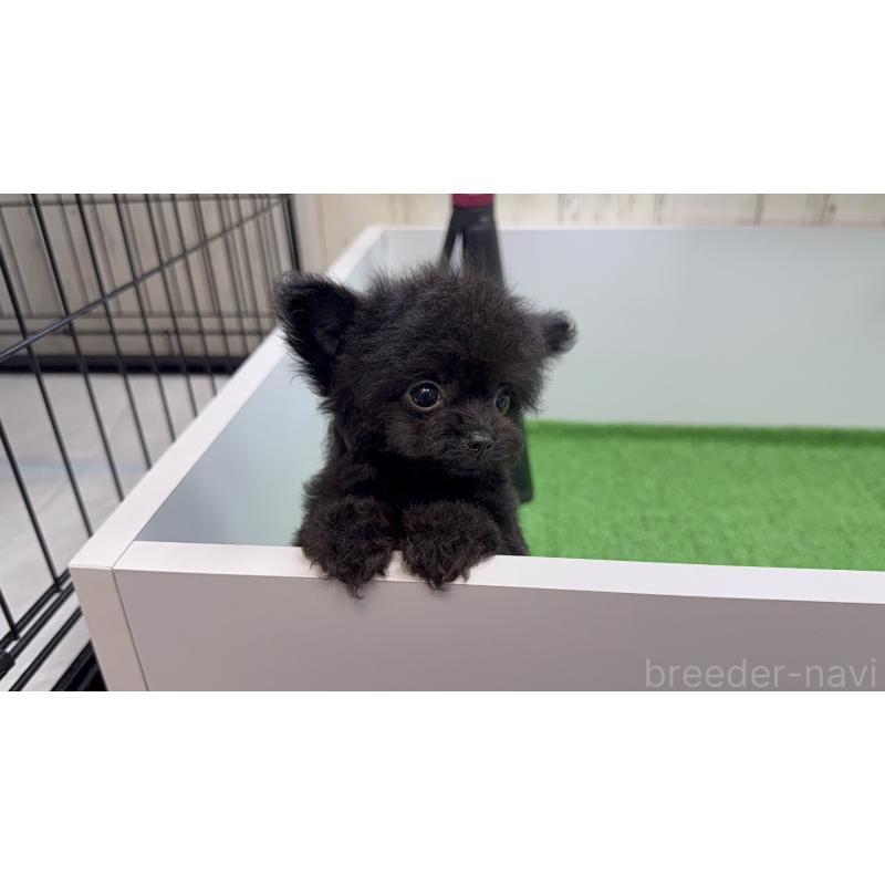 販売中の新潟県のチワプー:チワワ×トイプードル-432403の7枚目