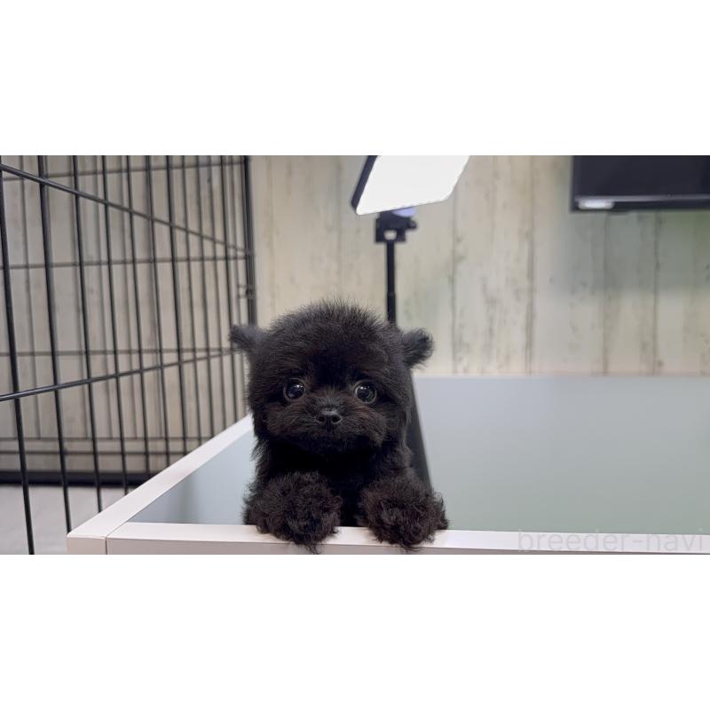 販売中の新潟県のチワプー:チワワ×トイプードル-432403の6枚目