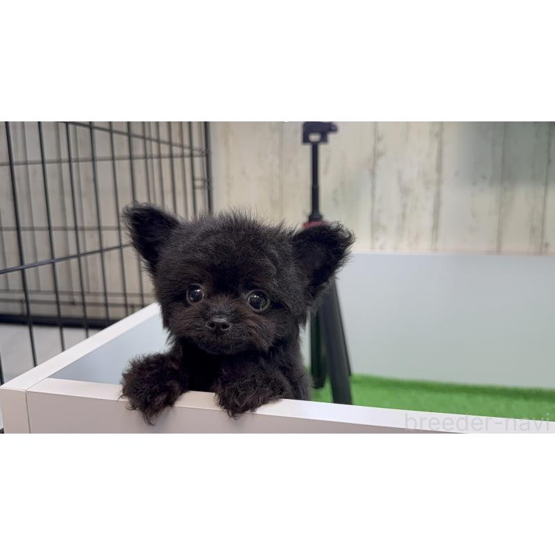 販売中の新潟県のチワプー:チワワ×トイプードル-432403の5枚目