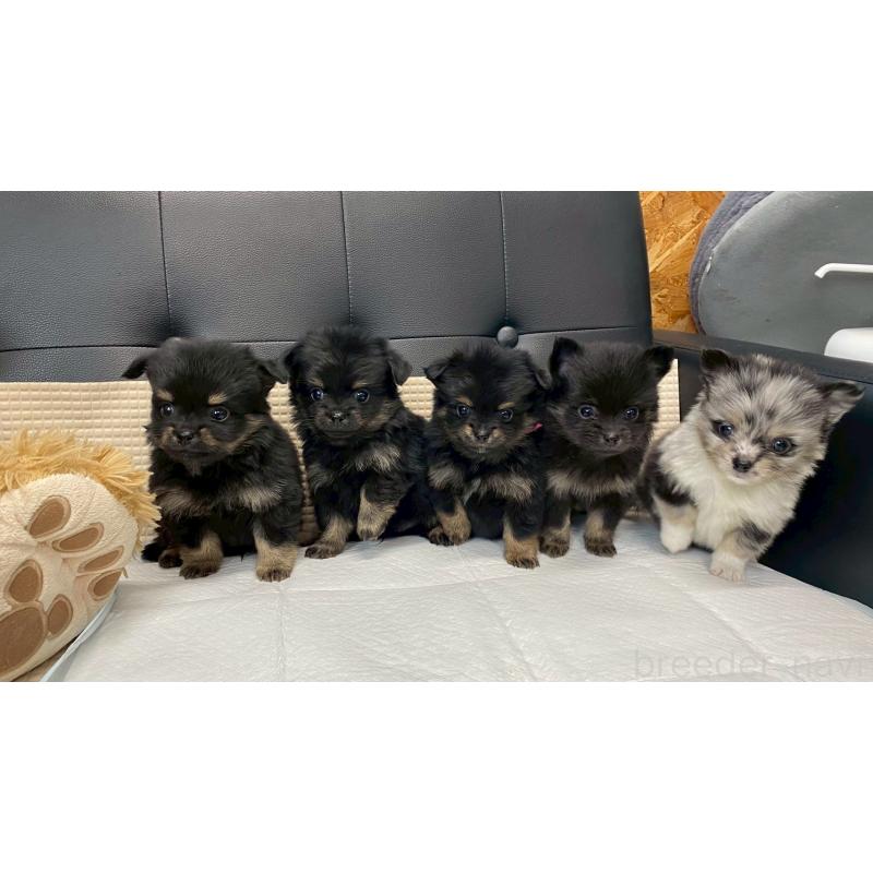 販売中の兵庫県のポメチワ:ポメラニアン×チワワ-432402の13枚目