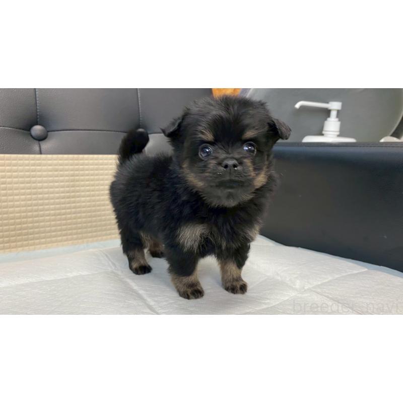 販売中の兵庫県のポメチワ:ポメラニアン×チワワ-432402の12枚目