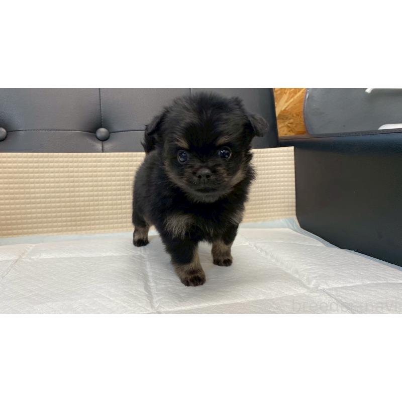 販売中の兵庫県のポメチワ:ポメラニアン×チワワ-432402の11枚目