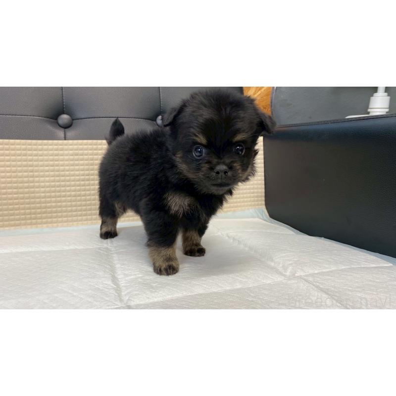 販売中の兵庫県のポメチワ:ポメラニアン×チワワ-432402の10枚目