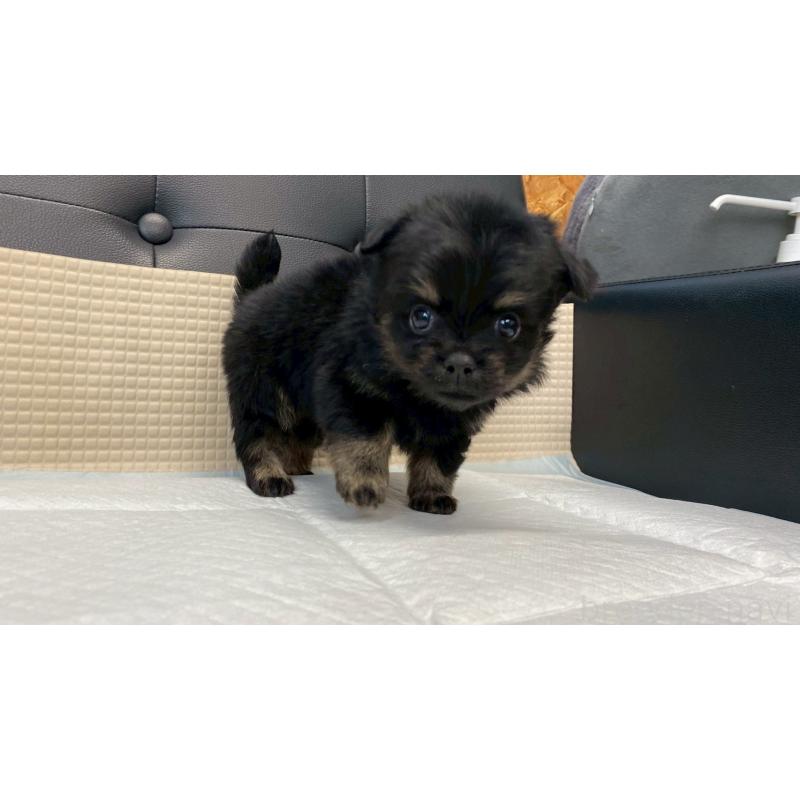 販売中の兵庫県のポメチワ:ポメラニアン×チワワ-432402の9枚目