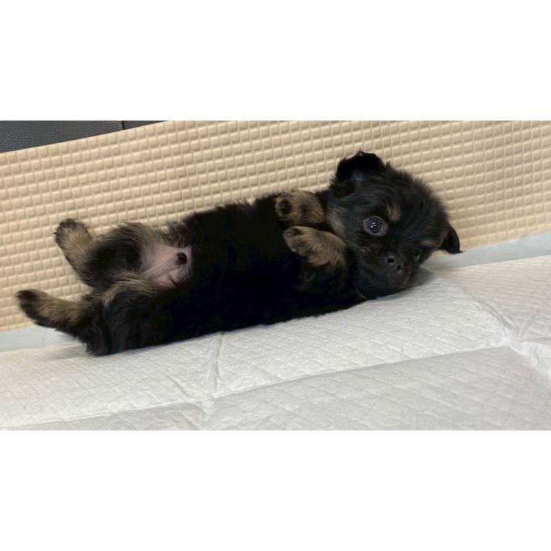 販売中の兵庫県のポメチワ:ポメラニアン×チワワ-432402の8枚目