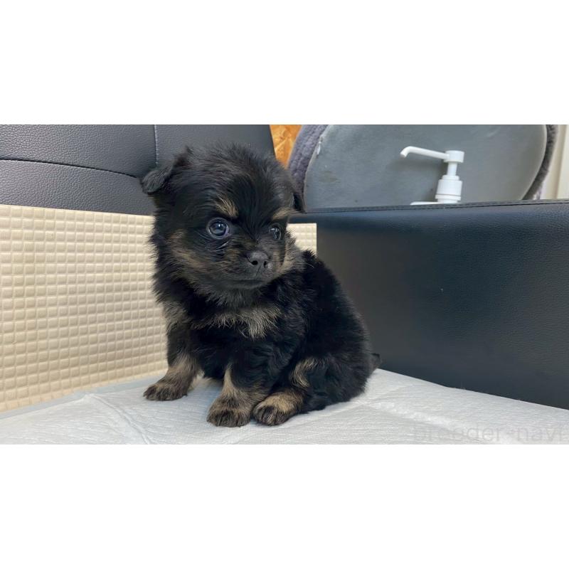 販売中の兵庫県のポメチワ:ポメラニアン×チワワ-432402の7枚目