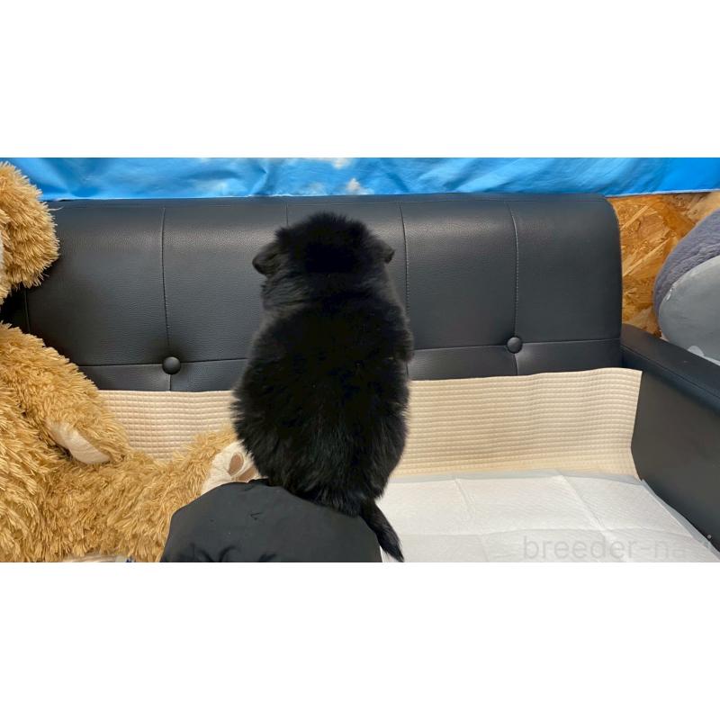 販売中の兵庫県のポメチワ:ポメラニアン×チワワ-432402の6枚目