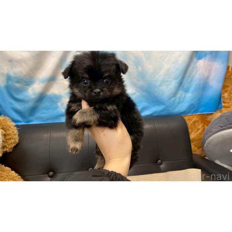 販売中の兵庫県のポメチワ:ポメラニアン×チワワ-432402の5枚目