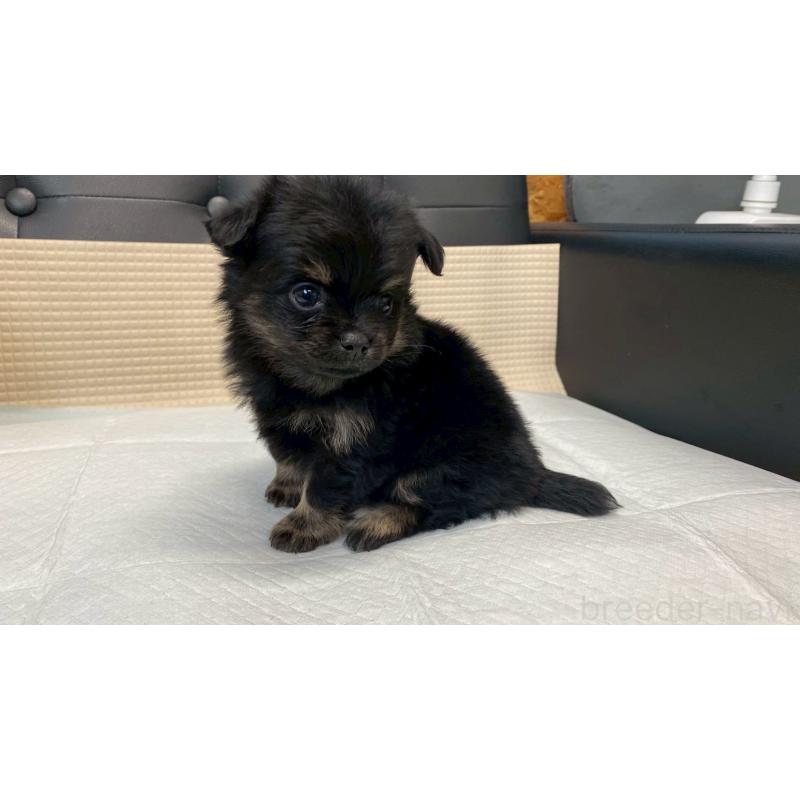 販売中の兵庫県のポメチワ:ポメラニアン×チワワ-432402の4枚目