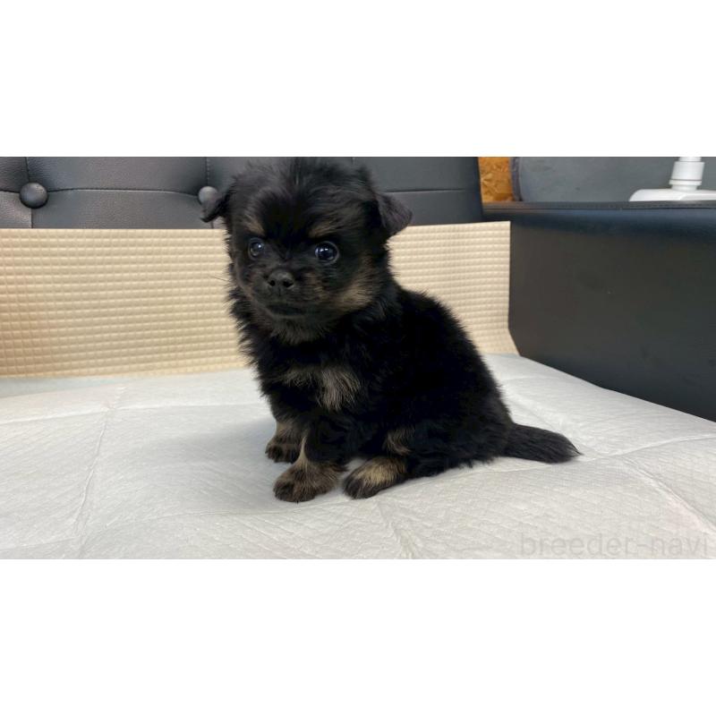 販売中の兵庫県のポメチワ:ポメラニアン×チワワ-432402の2枚目