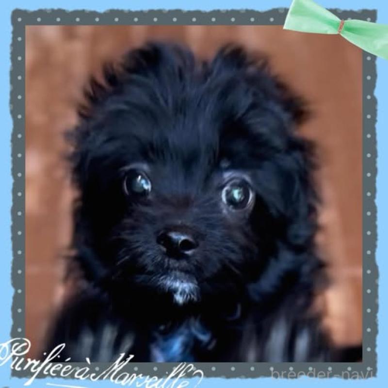 販売中の静岡県のチワプー:チワワ×トイプードル-417084