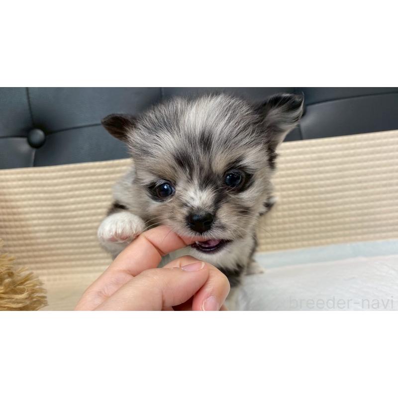 販売中の兵庫県のポメチワ:ポメラニアン×チワワ-432405の12枚目