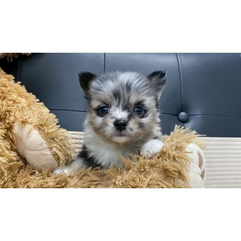 販売中の兵庫県のポメチワ:ポメラニアン×チワワ-432405の11枚目