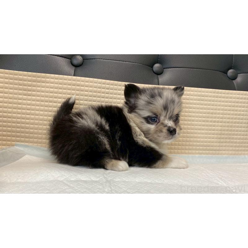 販売中の兵庫県のポメチワ:ポメラニアン×チワワ-432405の10枚目