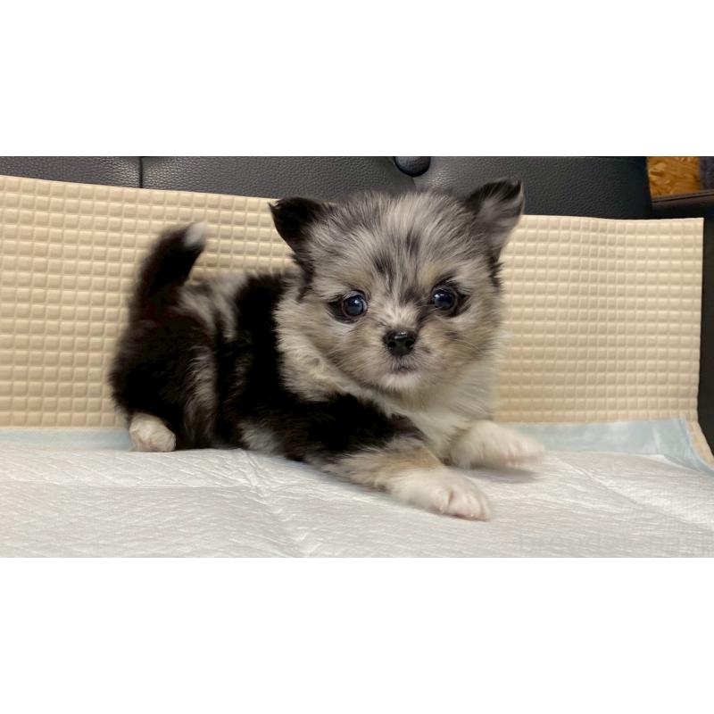 販売中の兵庫県のポメチワ:ポメラニアン×チワワ-432405の9枚目