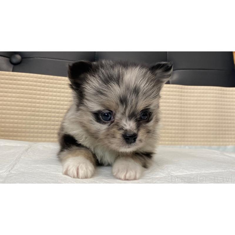 販売中の兵庫県のポメチワ:ポメラニアン×チワワ-432405の8枚目