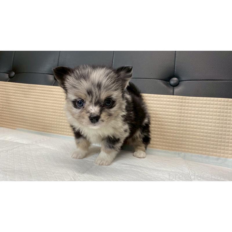 販売中の兵庫県のポメチワ:ポメラニアン×チワワ-432405の7枚目