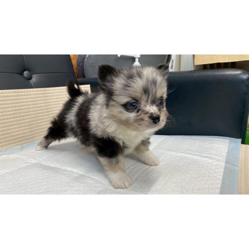 販売中の兵庫県のポメチワ:ポメラニアン×チワワ-432405の6枚目