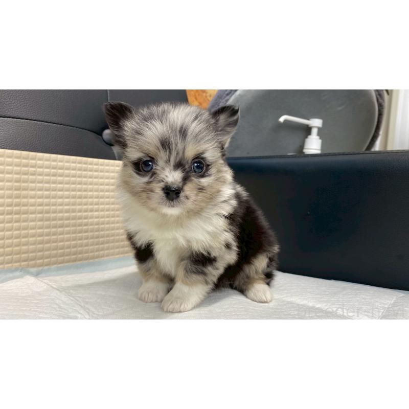 販売中の兵庫県のポメチワ:ポメラニアン×チワワ-432405の5枚目