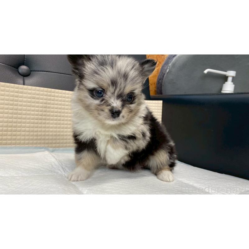 販売中の兵庫県のポメチワ:ポメラニアン×チワワ-432405の4枚目
