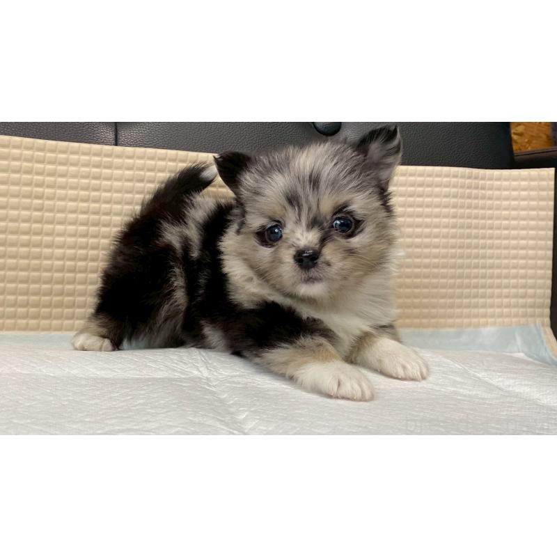 販売中の兵庫県のポメチワ:ポメラニアン×チワワ-432405の3枚目