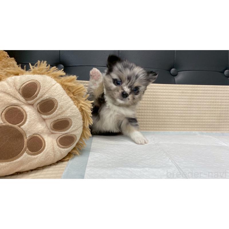 販売中の兵庫県のポメチワ:ポメラニアン×チワワ-432405の2枚目