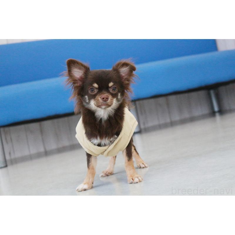 販売中の京都府のチワワ(ロングコート)-402494の7枚目