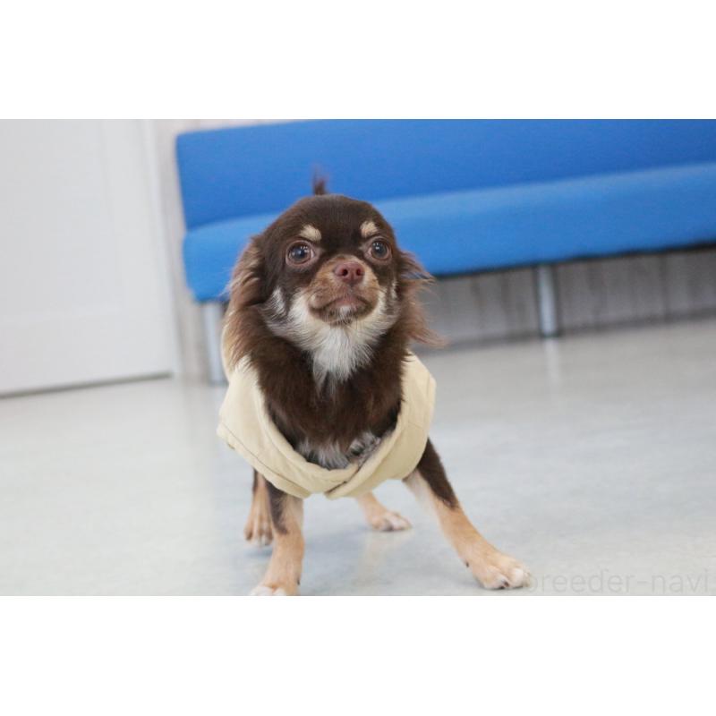 販売中の京都府のチワワ(ロングコート)-402494の6枚目